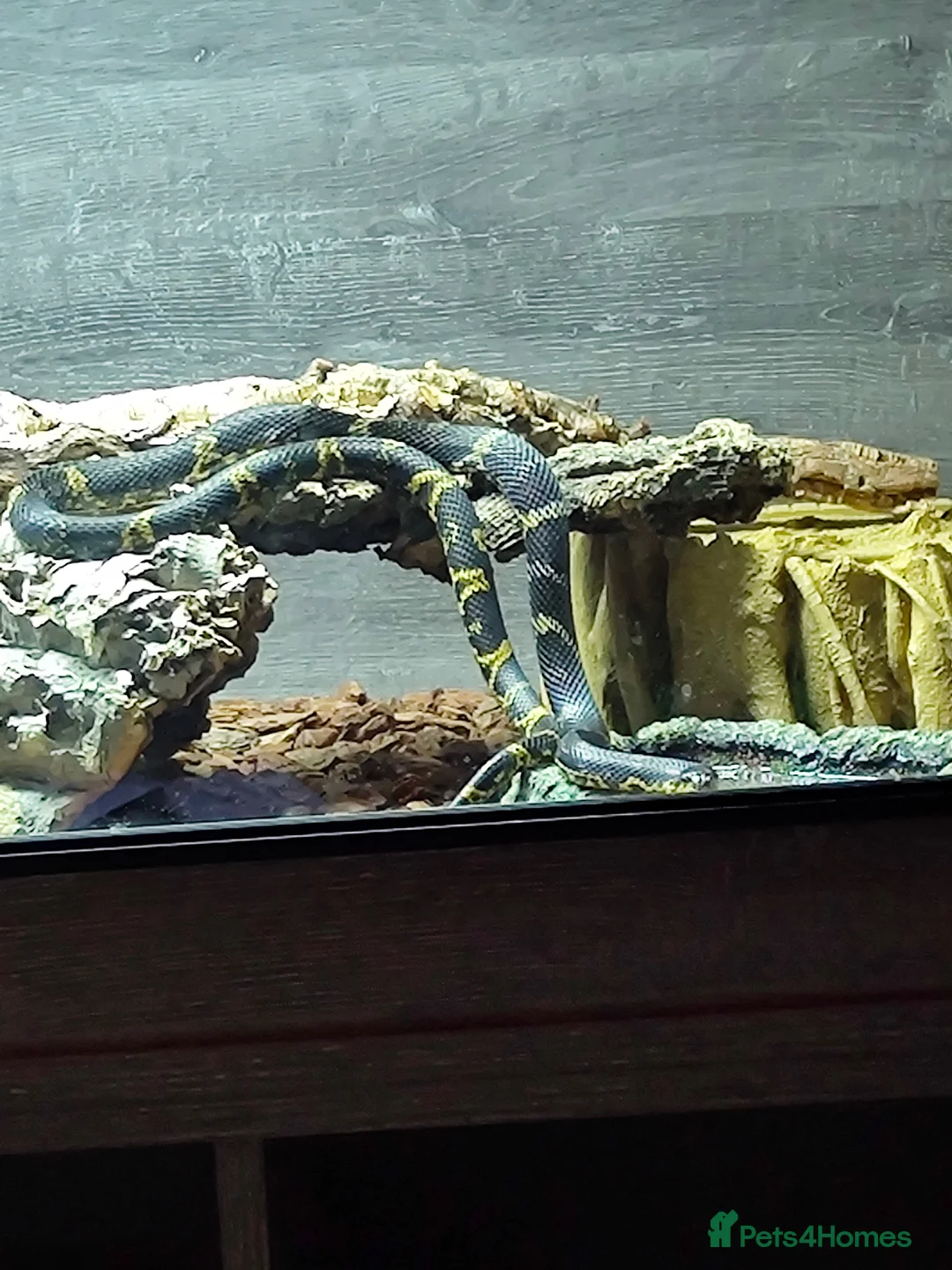 Rat Snake reptiles for sale: 2-3 year old Russian Ratsnake + entire setup in Warwick - Advert 5