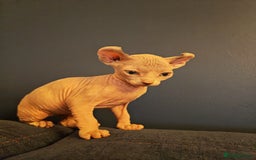 Sphynx cats for sale: Beautiful Pure Sphynx Kittens – Ready Now! - Image 15
