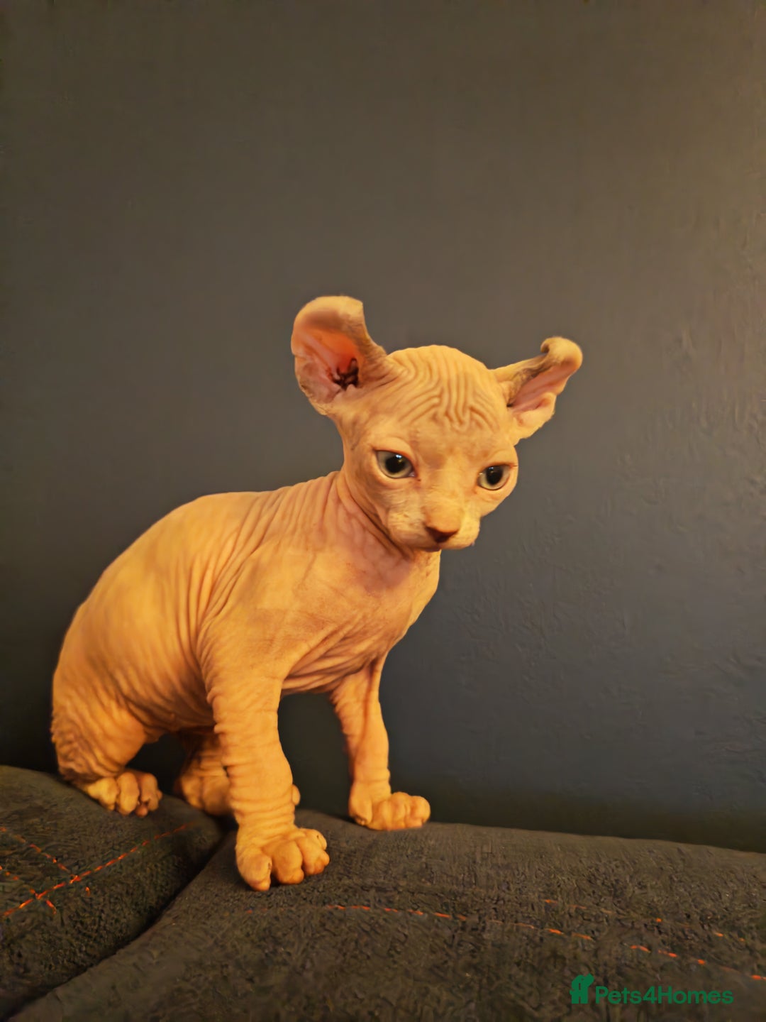 Sphynx cats for sale: Beautiful Pure Sphynx Kittens – Ready Now! - Image 15