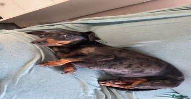 Cockapoo dogs Dachshund harlekin - Advert 3