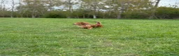Miniature Dachshund dogs for stud: Miniature Long Haired Dachshund - Advert 2
