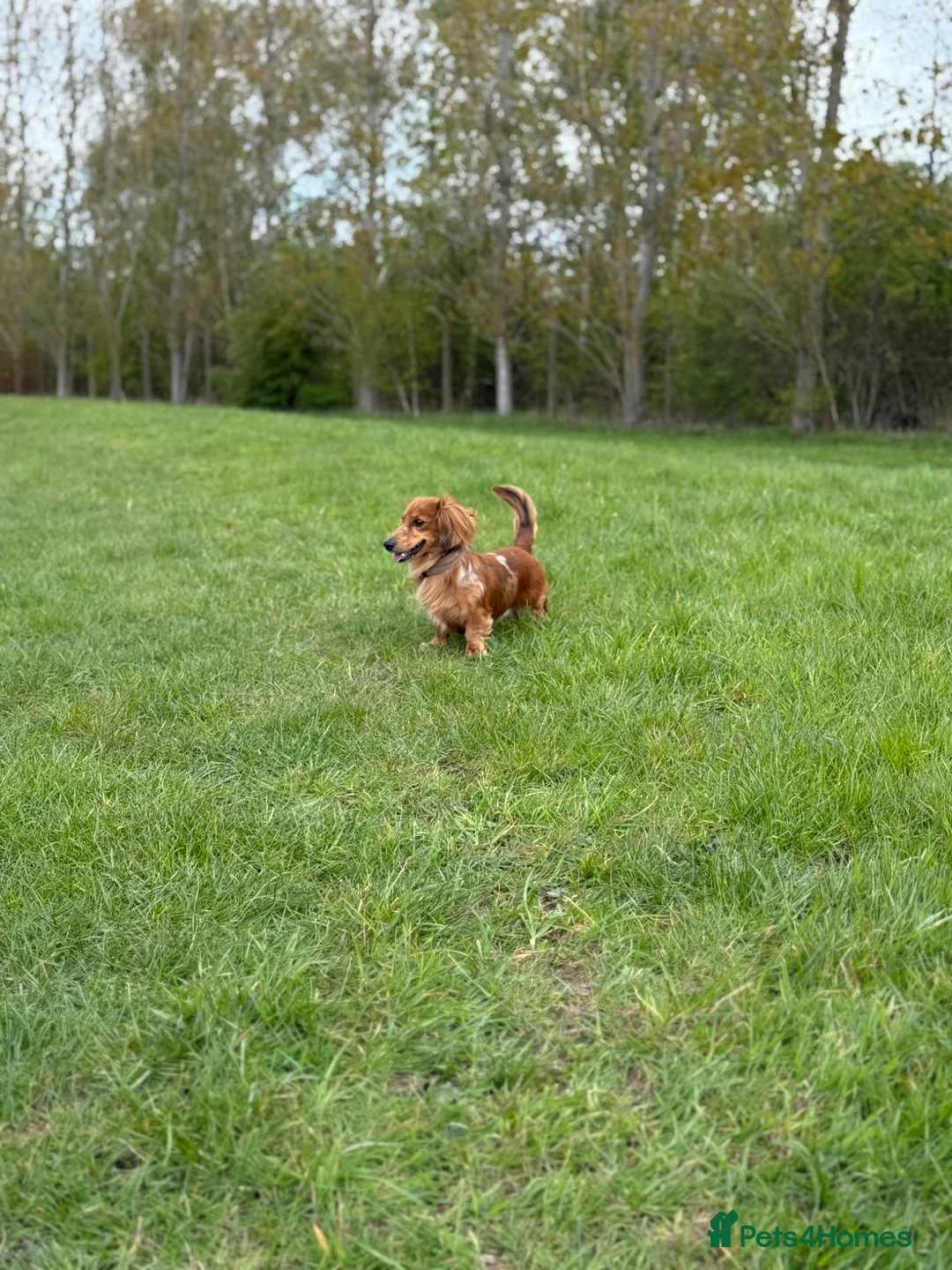 Miniature Dachshund dogs for stud: Miniature Long Haired Dachshund - Advert 2