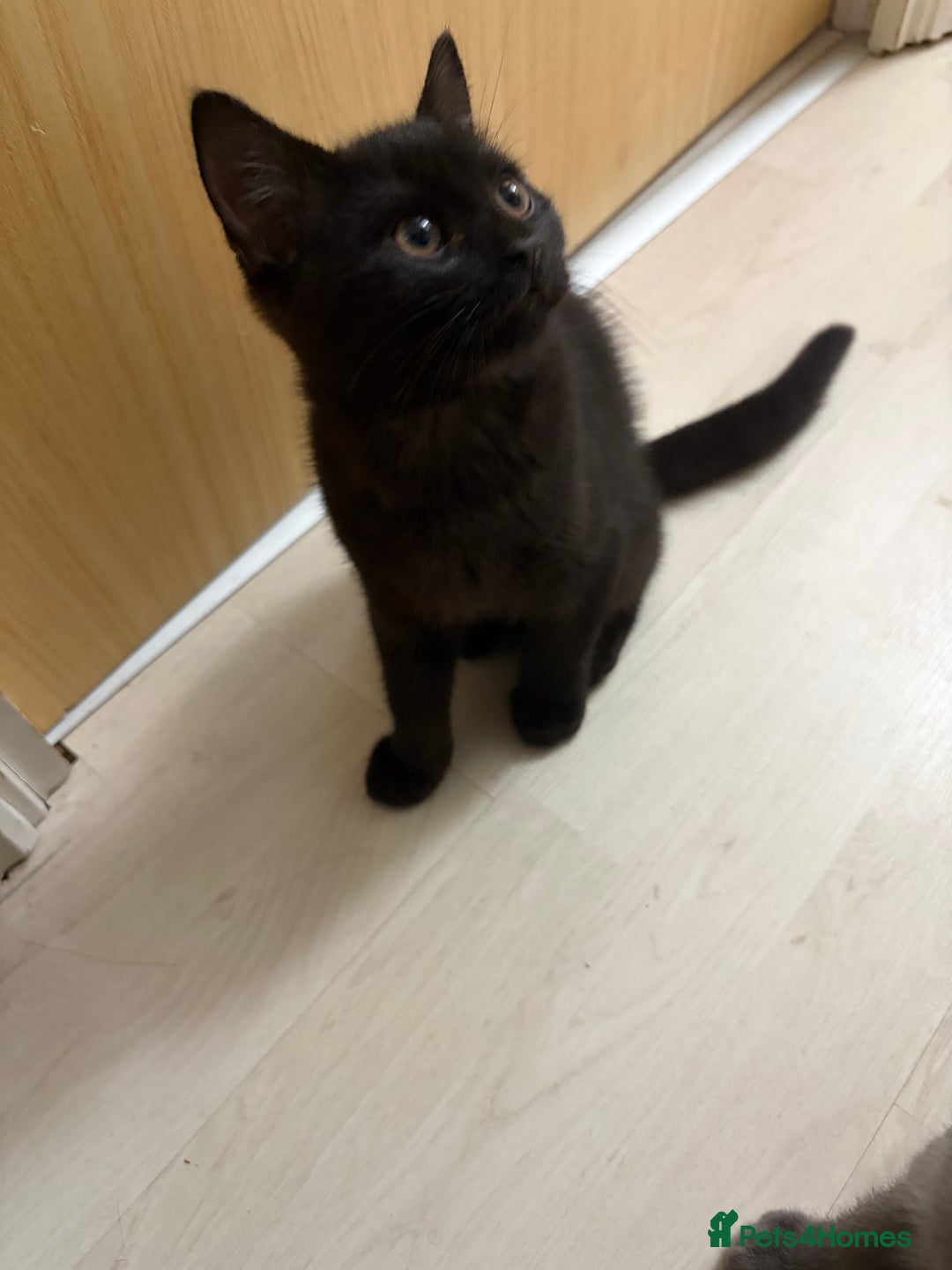 Mixed Breed cats for sale: British Short Hair and Tuxedo Cat Mix Breed  - Advert 15
