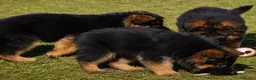 German Shepherd dogs for sale: Champion blood line GSD German shepherd  - Advert 4