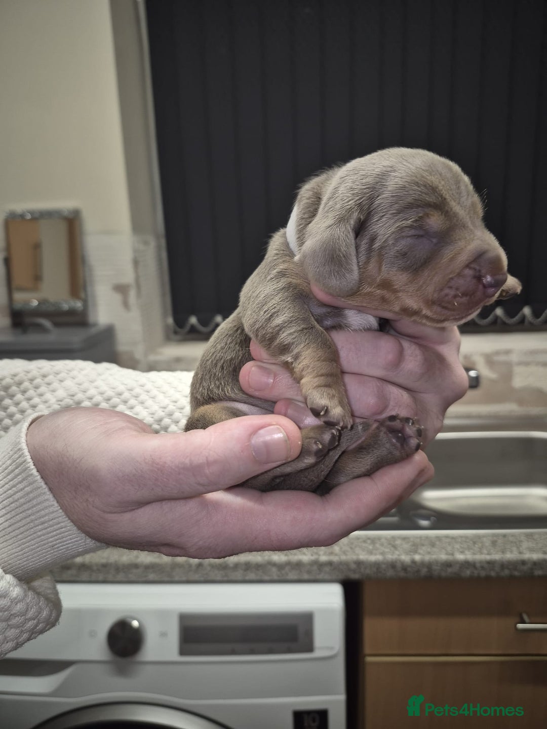 Dachshund dogs for sale: Dachshund  - Advert 6