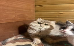 British Longhair cats for sale: Gorgeous Gccf female British Longhairs - Image 7