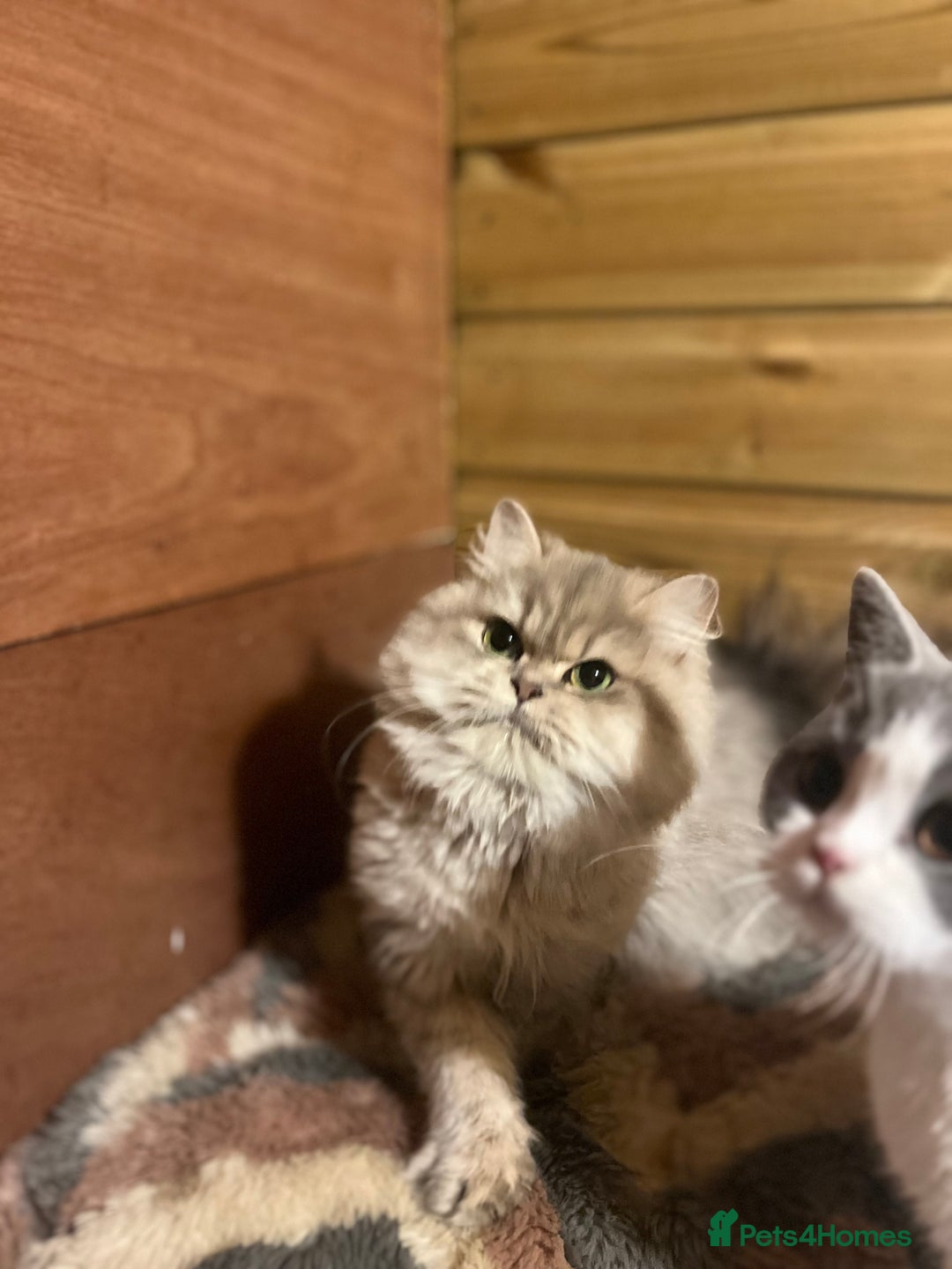 British Longhair cats for sale: Gorgeous Gccf female British Longhairs - Image 7