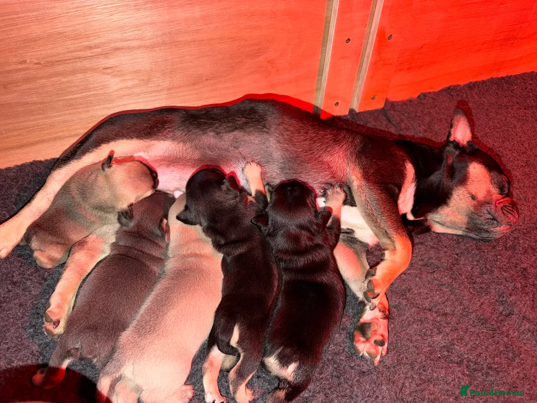 French Bulldog dogs for sale: 5 beautiful French bulldog puppies in Tamworth - Advert 1