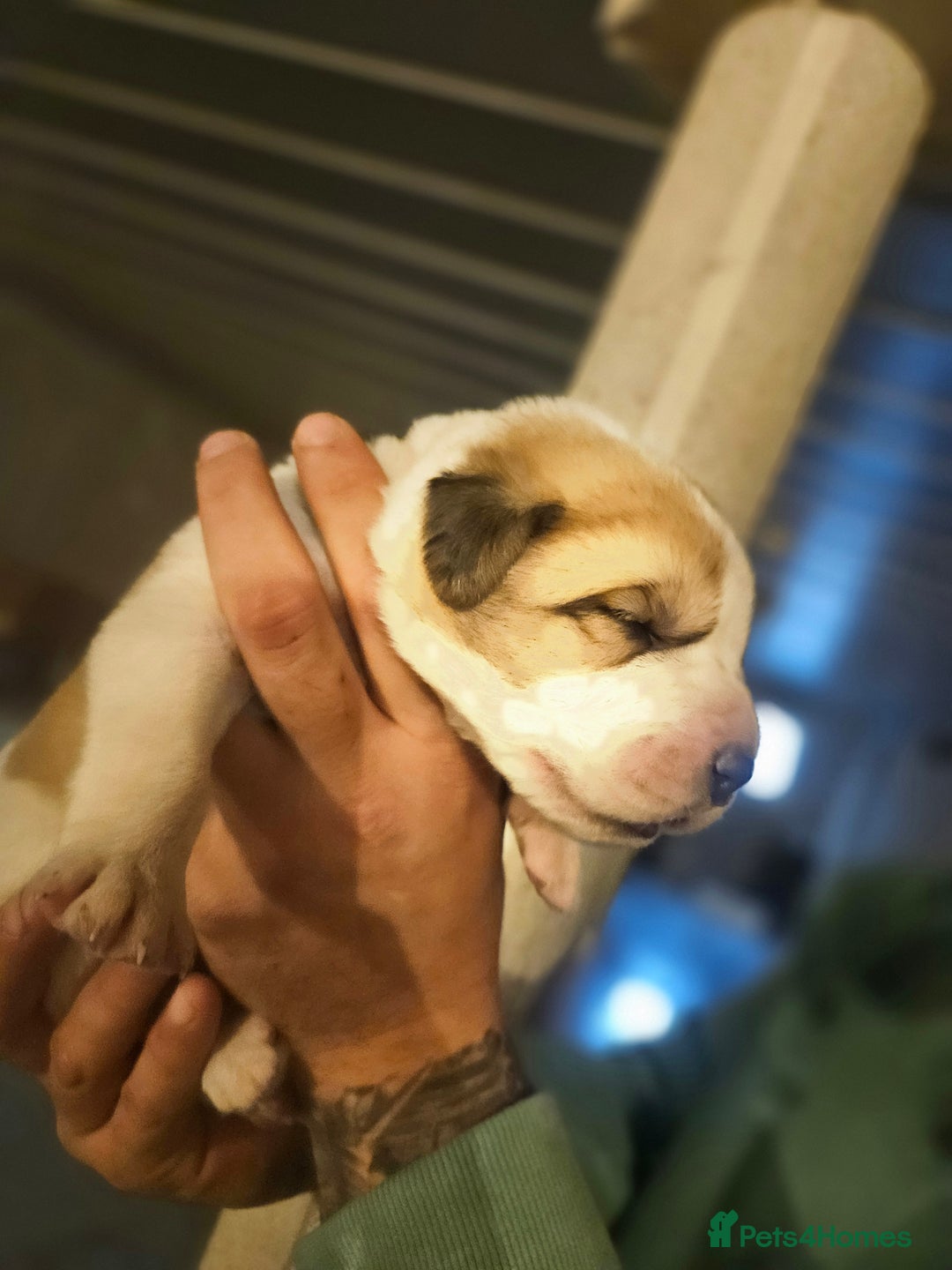 Central Asian Shepherd dogs for sale: Beautiful central Asian shepherd puppies - Advert 14