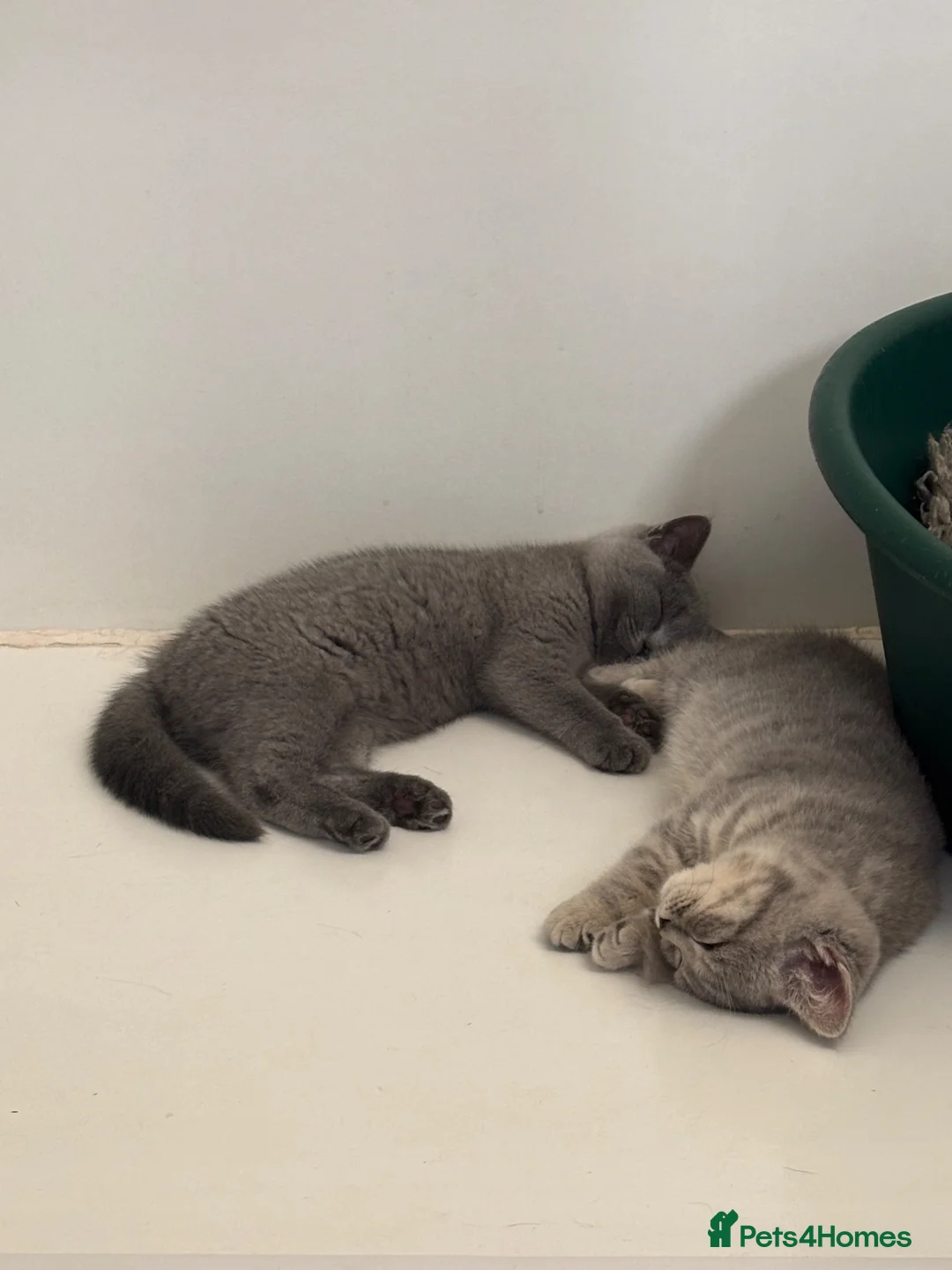 British Shorthair cats for sale: Pedigree British shorthair  - Advert 4