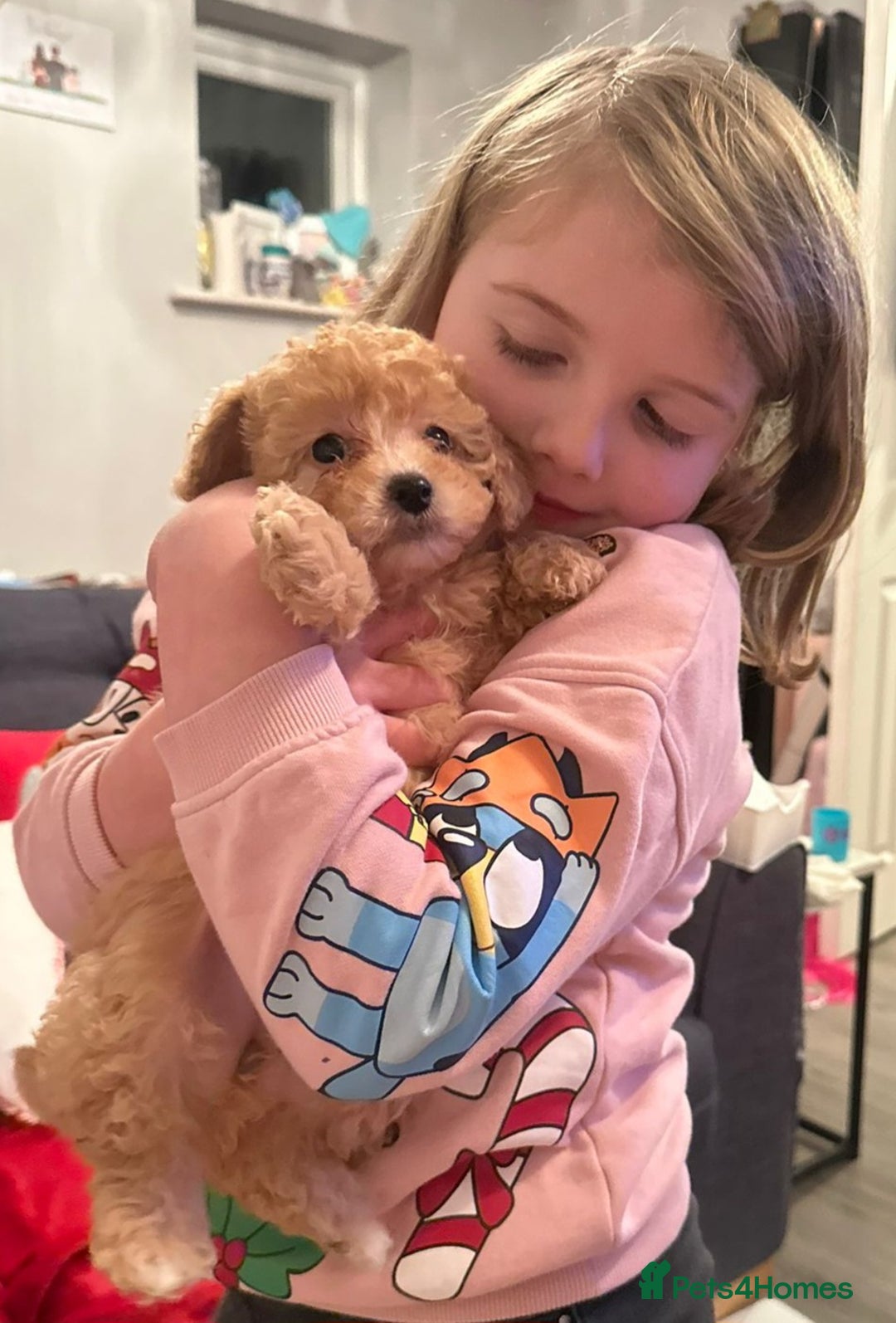 Maltipoo dogs for sale: Stunning Toy Maltipoo pups ❤️ ready on Wednesday! - Advert 5