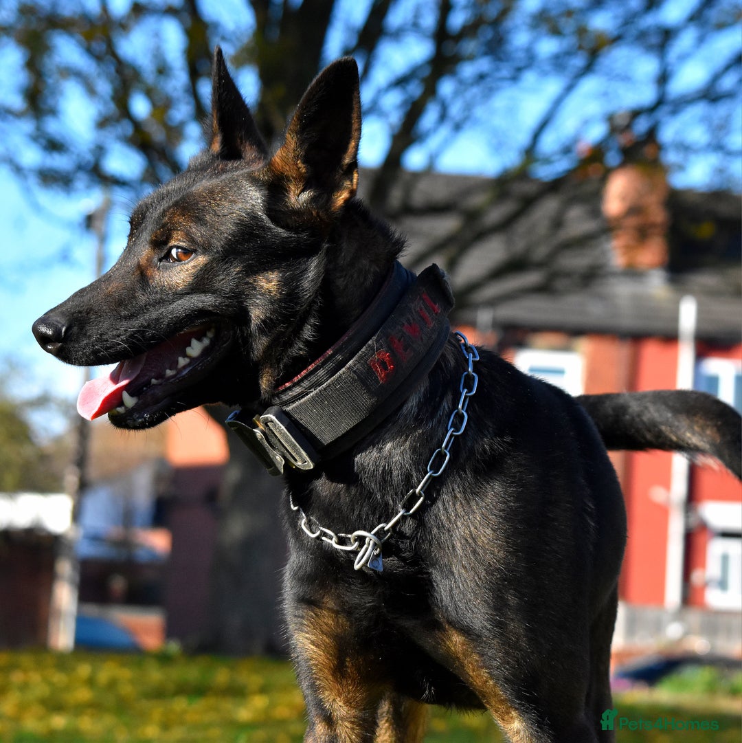 Belgian Shepherd Dog dogs for sale: Bullherders top working lines  - Advert 33