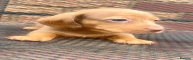 Miniature Dachshund 4