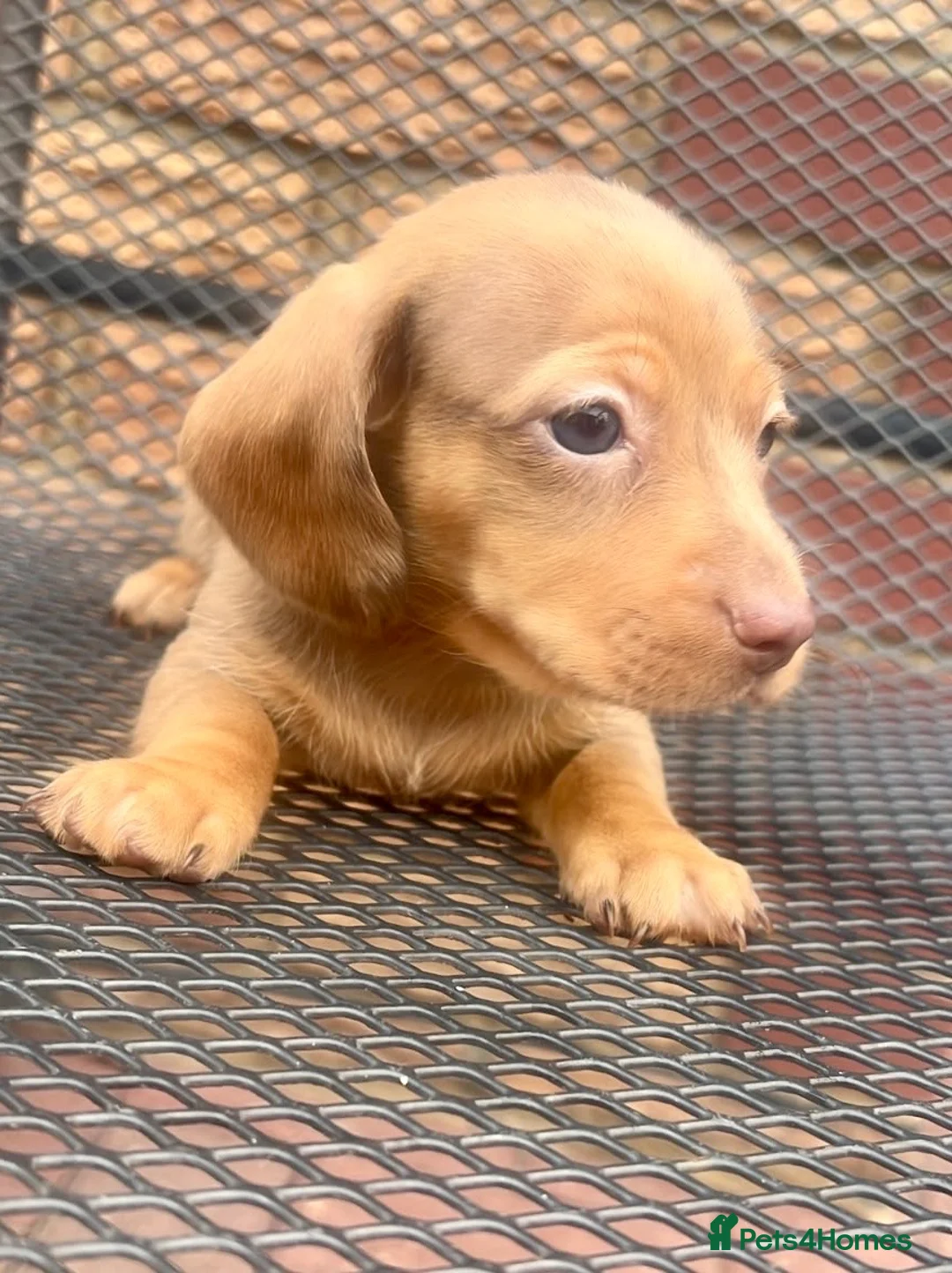 Miniature Dachshund dogs for sale: Lovely Mini dachshund puppies  - Advert 2