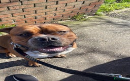 Mixed Breed dogs for sale: Dogue De Bordeaux  - Image 2