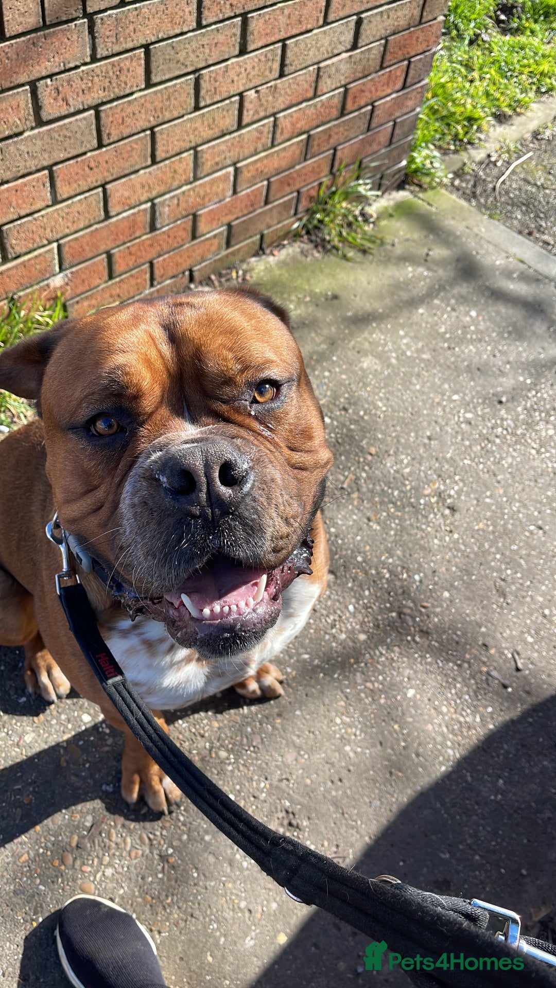 Mixed Breed dogs for sale: Dogue De Bordeaux  - Image 2