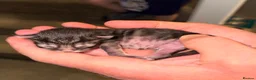 Bengal cats for sale: Bengal X Maine Coon Kittens  in Lyme Regis - Advert 5
