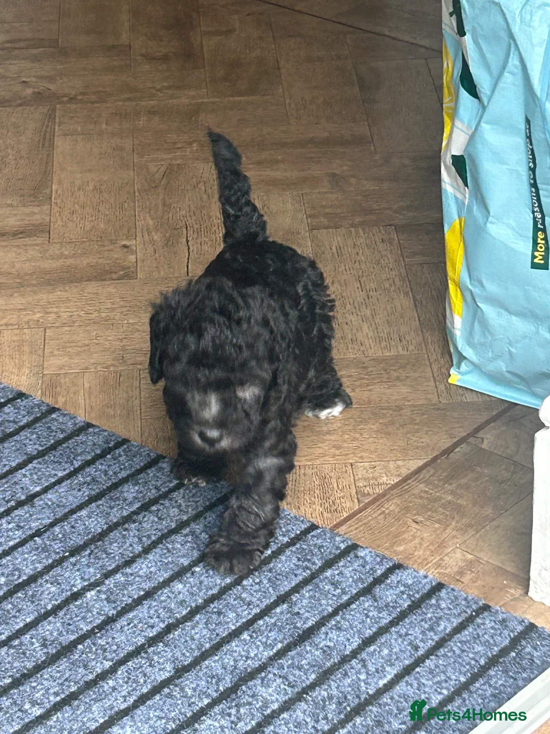 Mixed Breed dogs for sale: Bed-doodles/ Bedipoos  in Pontefract - Advert 2
