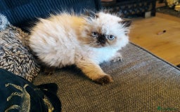 Persian cats for sale: Persian cross exotic  - Image 9