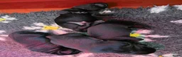 Labrador Retriever dogs for sale: Beautiful Black Labrador Puppies  - Advert 9