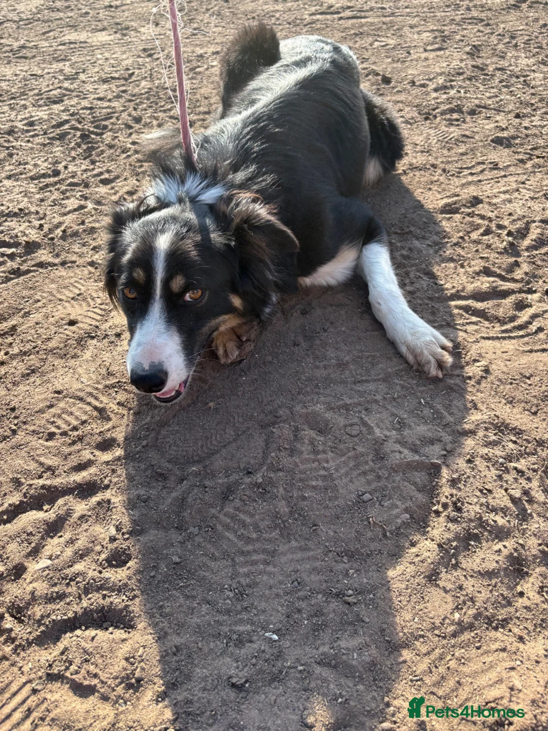 Border Collie dogs for sale: Meg!  - Advert 2