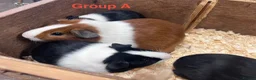 Guinea Pig rodents for sale: Young Male / Boar Dutch Guinea pigs - Advert 6