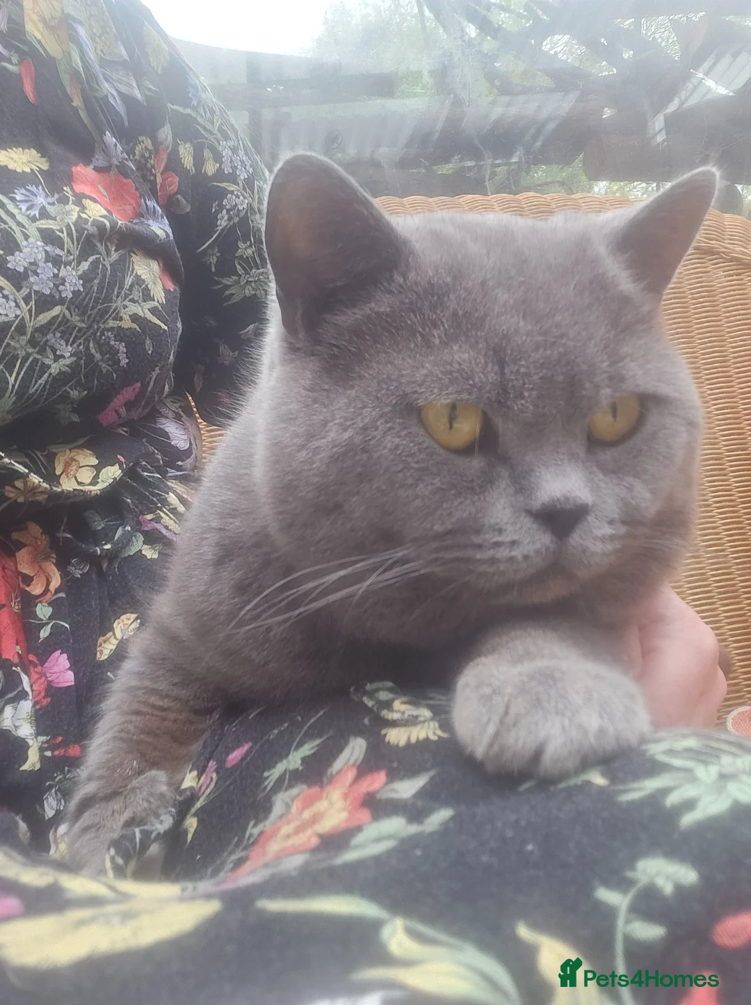 British Shorthair cats for sale: BLUE Boy - Advert 2