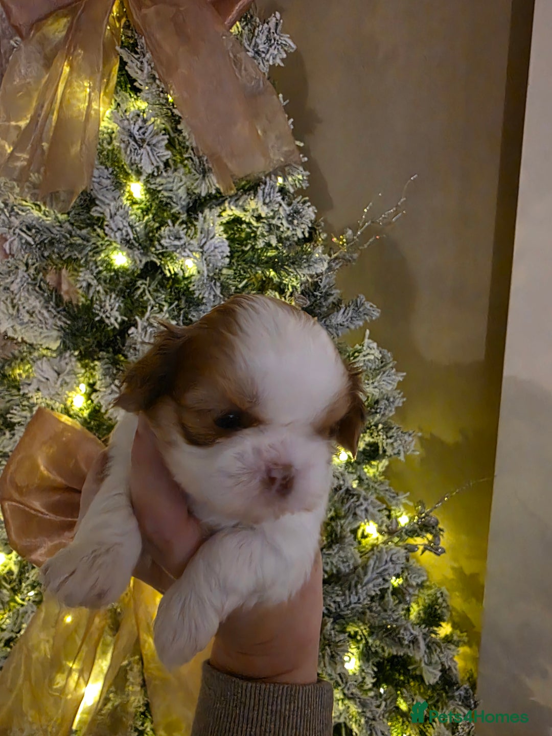 Shih Tzu dogs for sale: Imperial shih tzu stunning - Advert 1