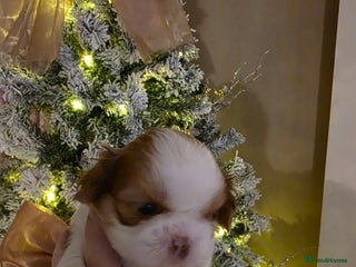 Shih Tzu dogs Imperial shih tzu stunning - Advert 18