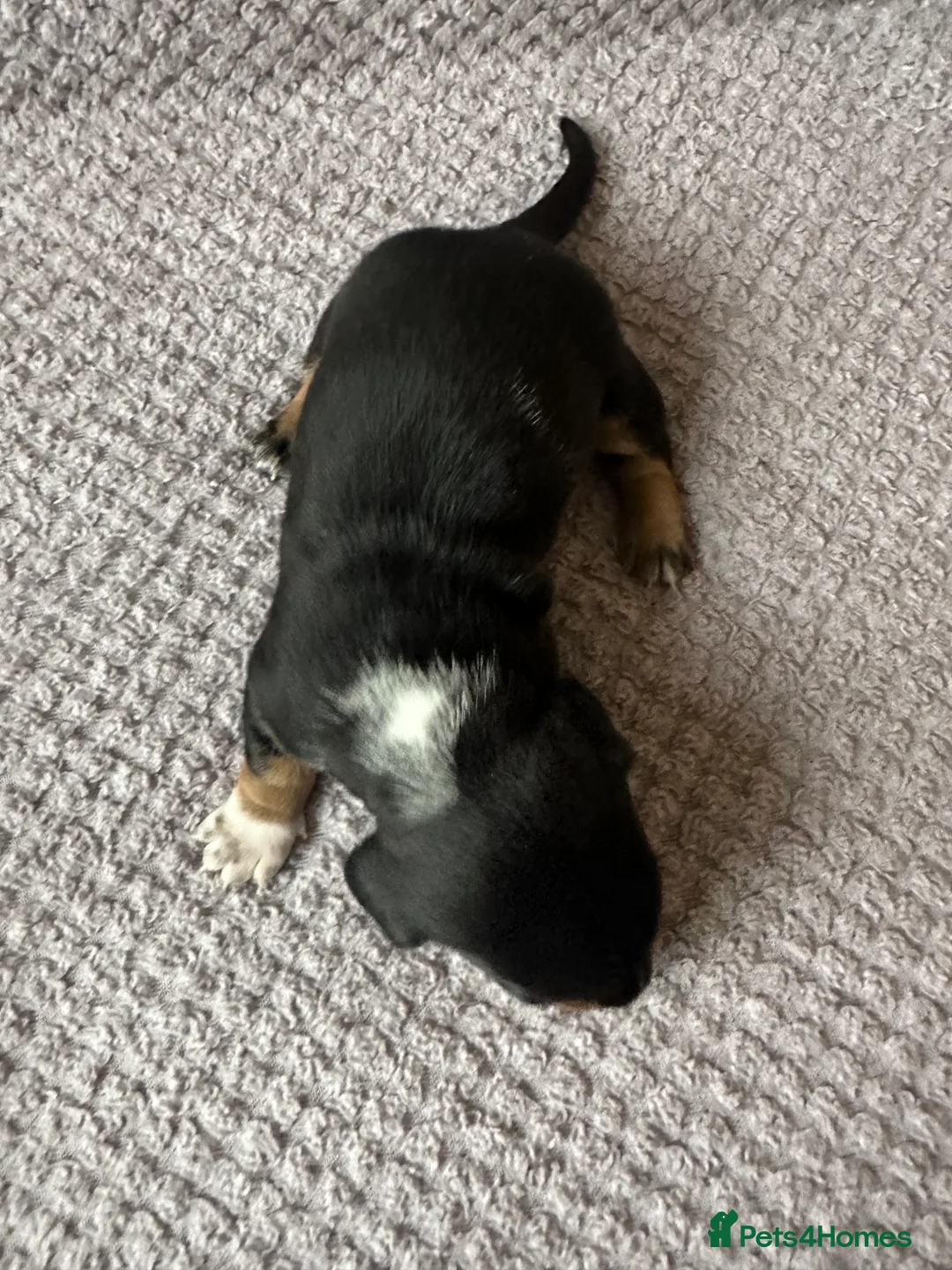 Dachshund dogs for sale: Beautiful litter of 3 KC Reg - Advert 13