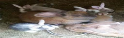 Continental Giant rabbits for sale: PURE Continental Giants - White Eared - Vaccinated - Advert 8