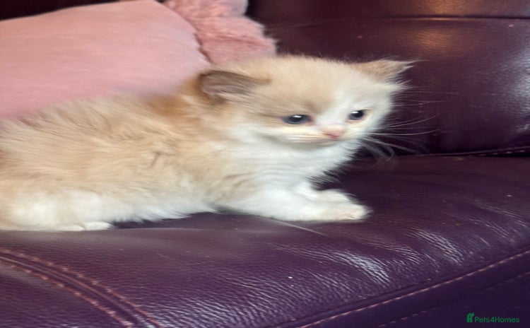 Ragdoll cats - Advert 4