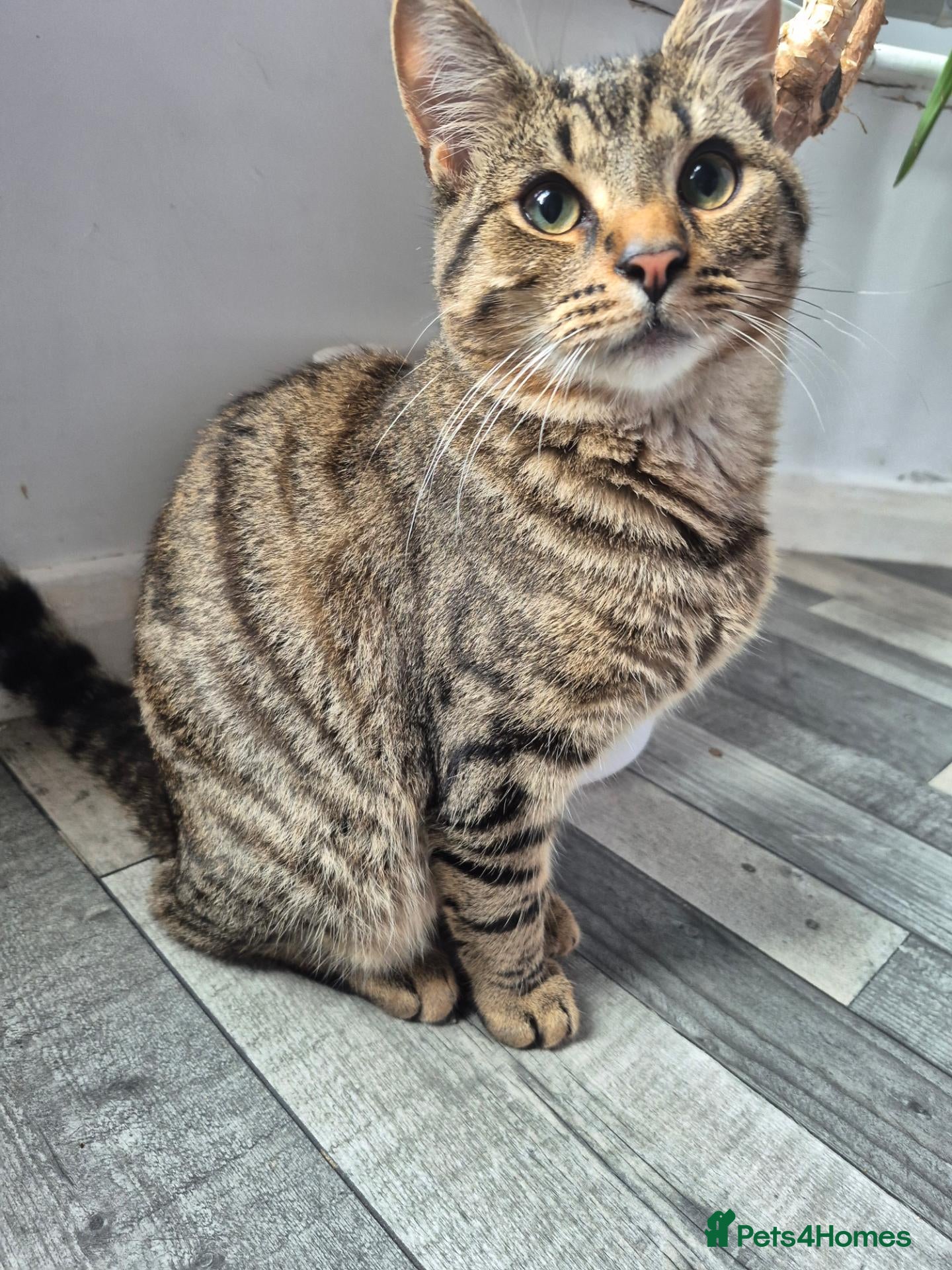 Mixed Breed cats 7 months old male - Advert 2
