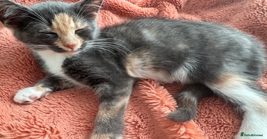 Mixed Breed cats - Advert 7
