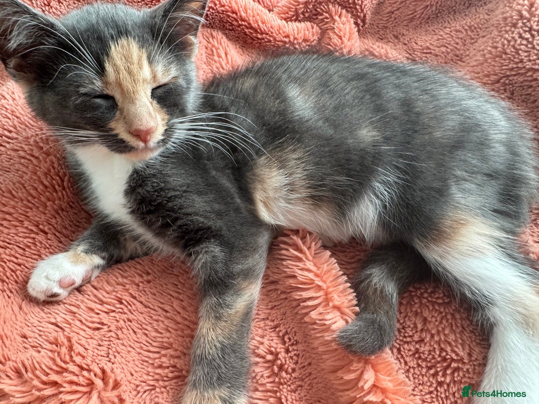 Mixed Breed cats for sale: Kittens  - Image 3