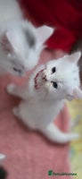 Ragdoll cats - Advert 2