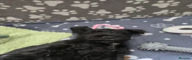 Miniature Schnauzer Puppy 3