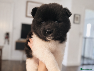 Akita dogs Quality Family Raised American Akita Puppies - Advert 2