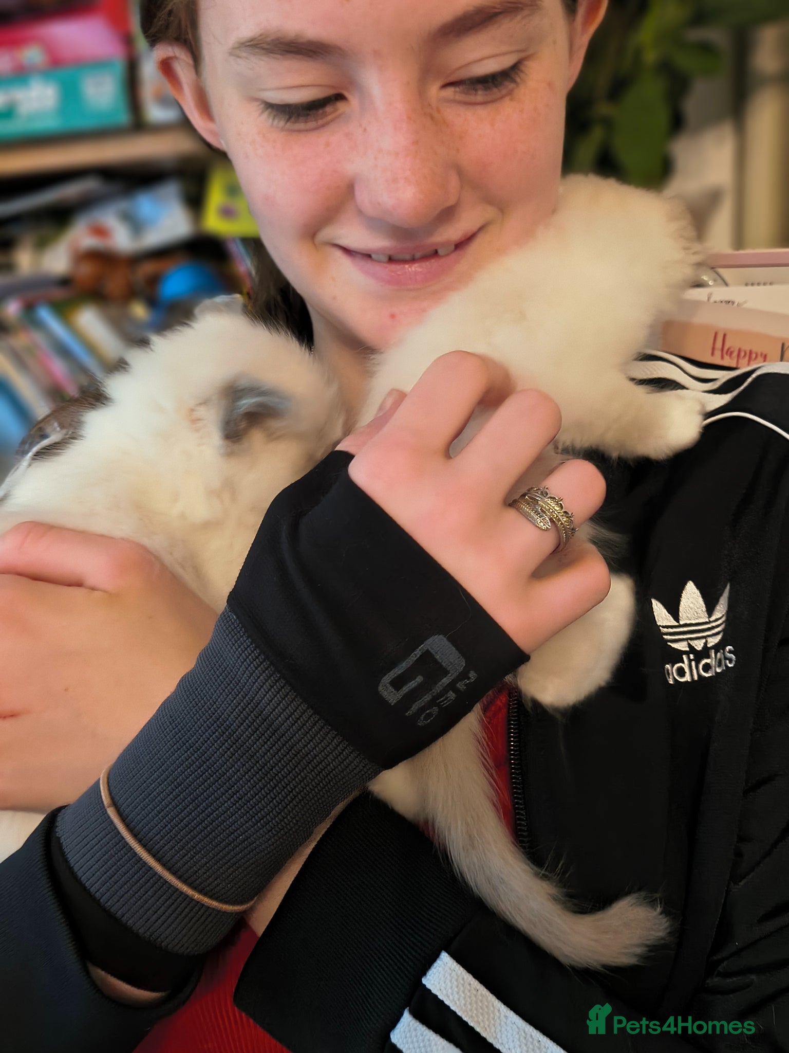 Ragdoll cats for sale: Blue mitted Ragdoll kittens - Advert 13