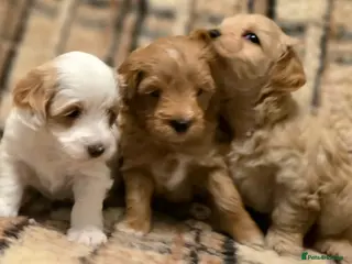 Maltipoo dogs Maltipoo Puppies with Confirmed Parentage - Advert 5