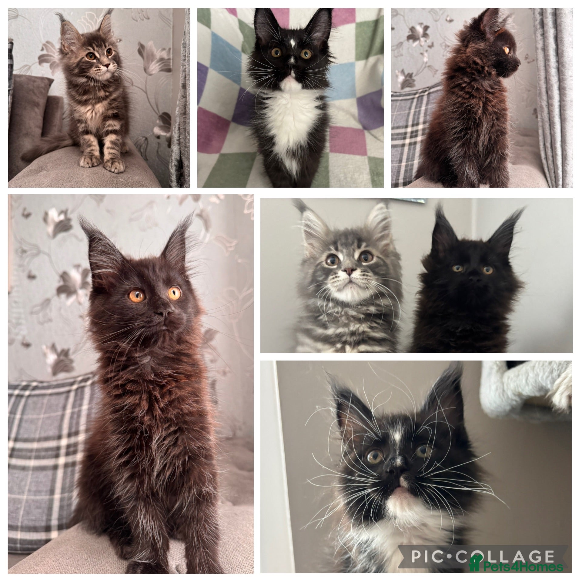 Maine Coon cats STUNNING TICA REG HEALTH TESTED PEDIGREE KITTENS  - Advert 1