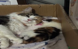 British Shorthair cats for sale: 2 female kittens (ready to go 1st December) - Image 8