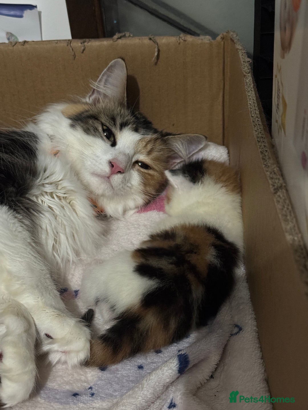 British Shorthair cats for sale: 2 female kittens (ready to go 1st December) - Image 8