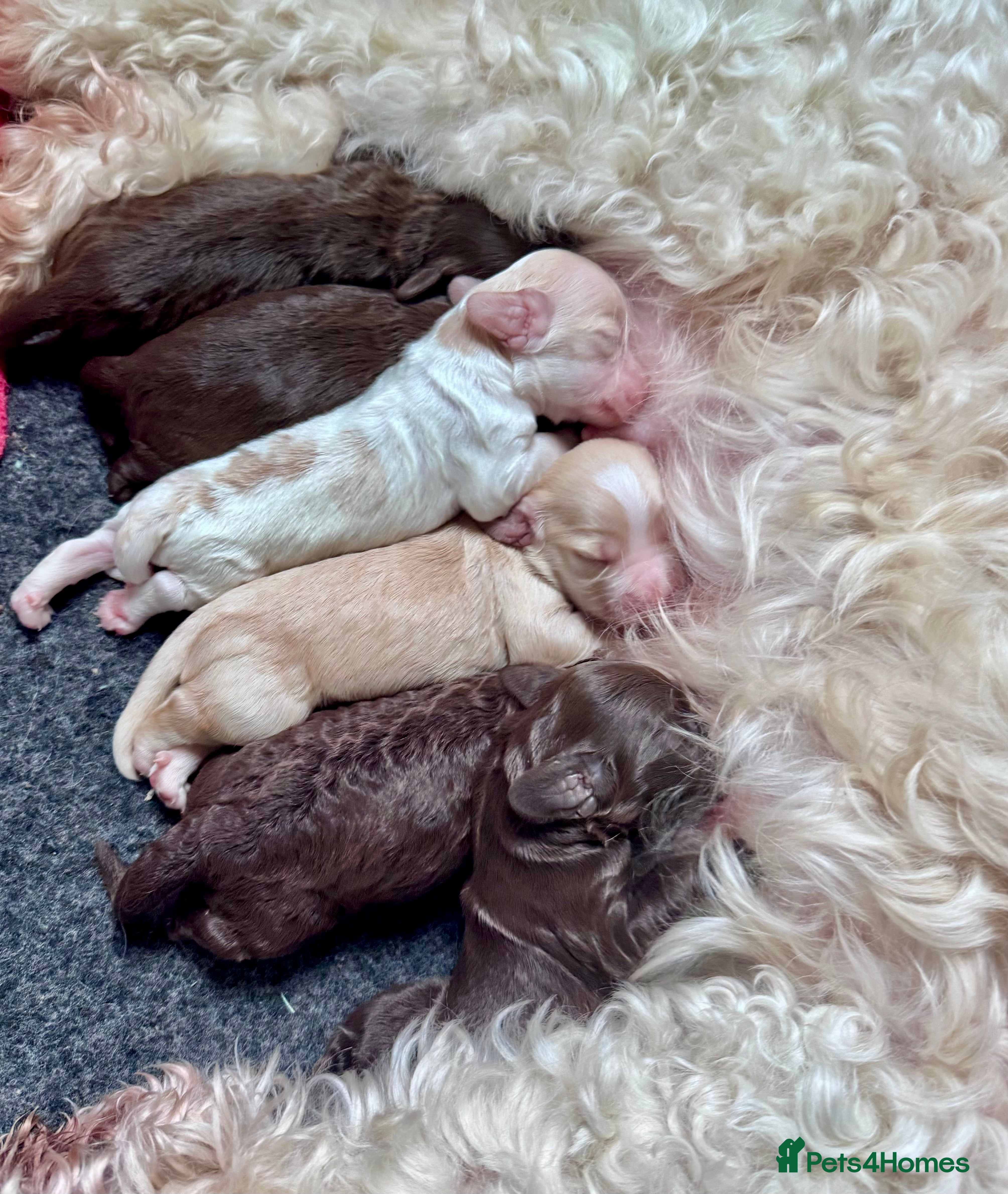Cockapoo dogs STUNNING RARE CHOCOLATE COCKAPOO PUPPIES FOR SALE  - Advert 13