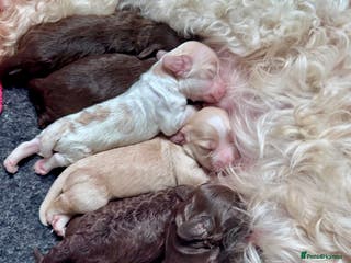 Cockapoo dogs STUNNING RARE CHOCOLATE COCKAPOO PUPPIES FOR SALE - Advert 13