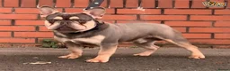 French Bulldog dogs for stud: BRUCE ALMIGHTY (MASKLESS) Lilic and tan in Manchester - Advert 18