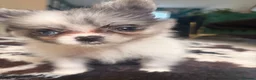 Pomeranian dogs for sale: Blue eyed Pomeranian pups  in Ramsgate - Advert 15