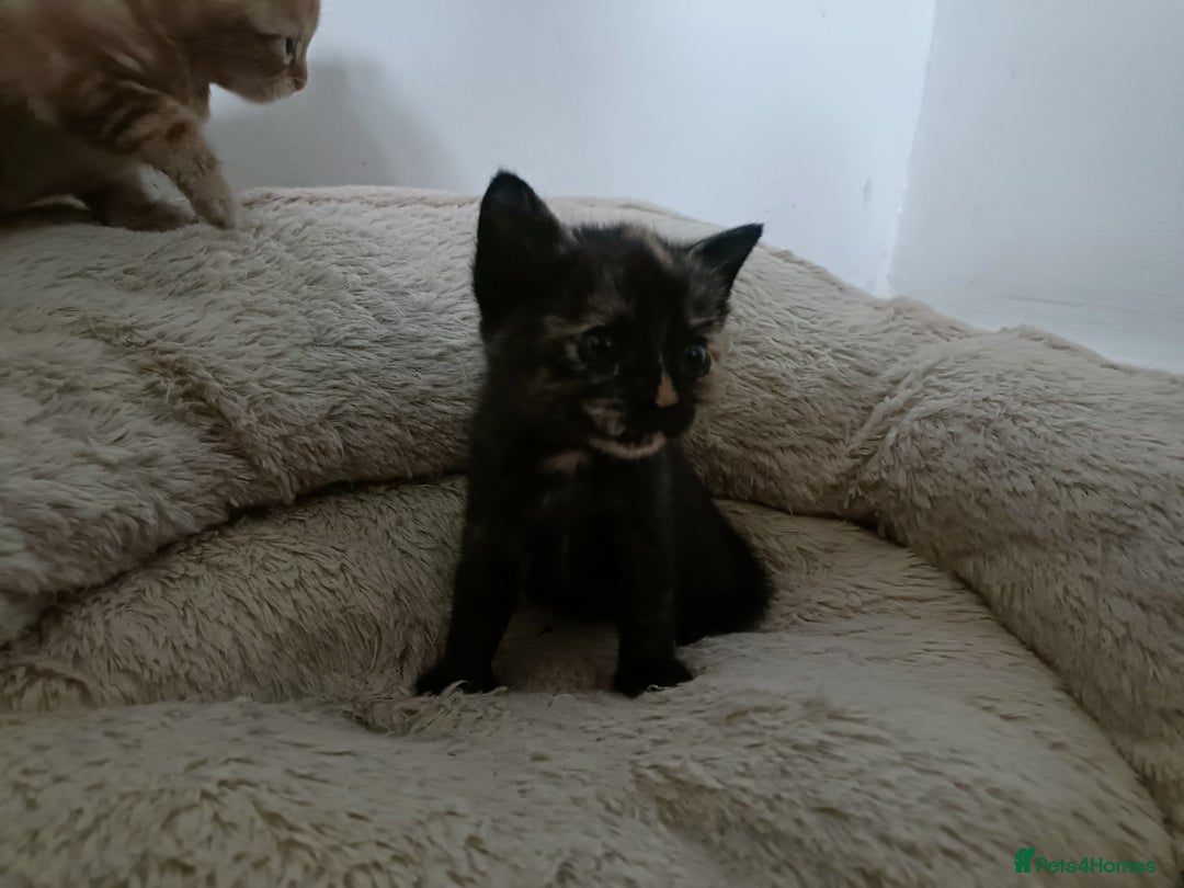 Mixed Breed cats for sale: Sweet kittens for sale - Image 11