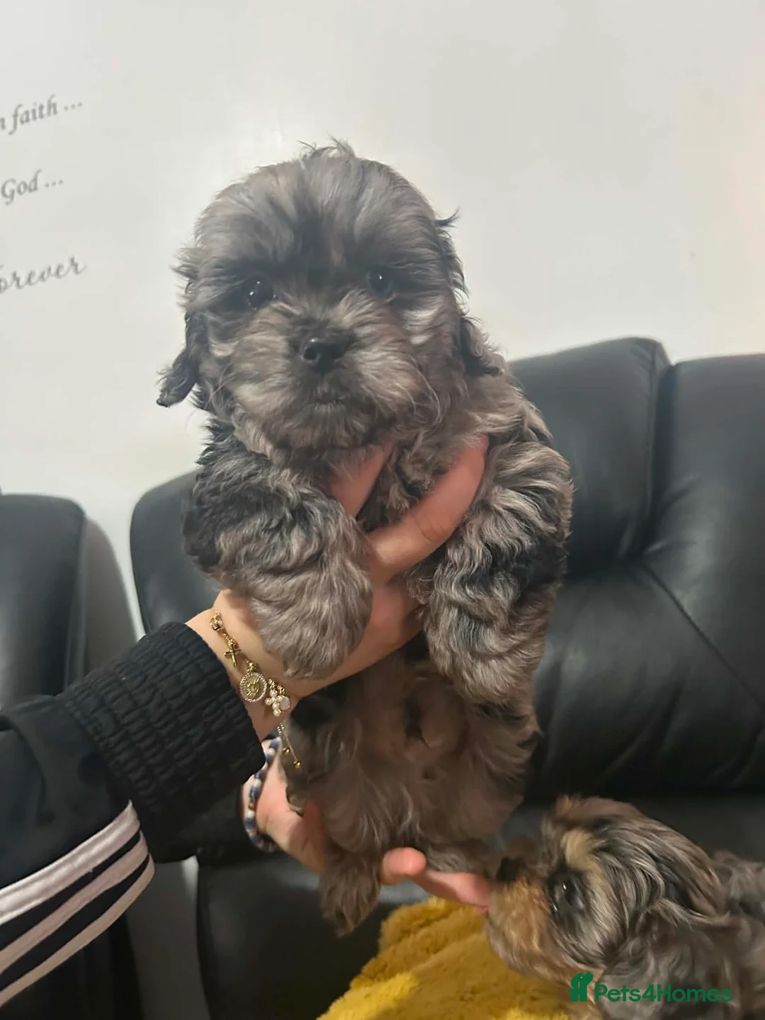 Shihpoo dogs for sale: rare shipoo ready to go in Ilford - Advert 2