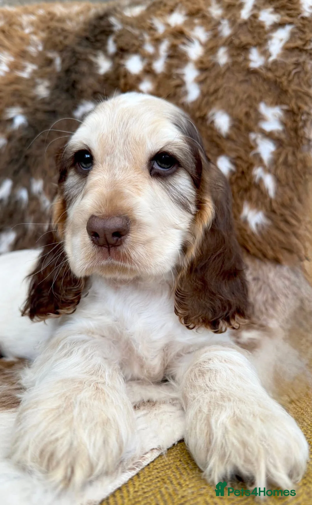 Cocker Spaniel dogs for sale: Sykehead cocker spaniel KC comprehensive health - Advert 2